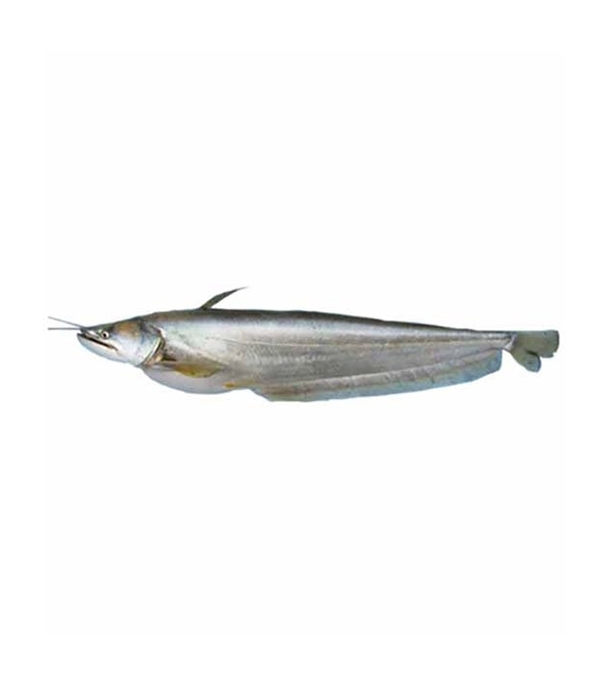 0313592_boal-fish-09-kg-local-50gmper-pc-before-cutting
