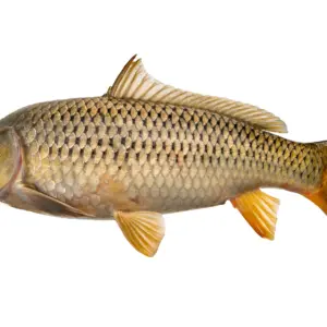 Cyprinus carpio