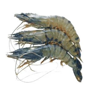 Bagda Chingri (Shrimp) 18-22 pcs ±30 gm