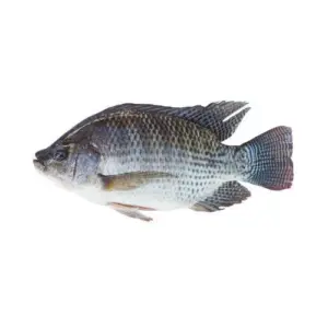 Fish Tilapia,
