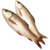 Rohu Fish Supplier