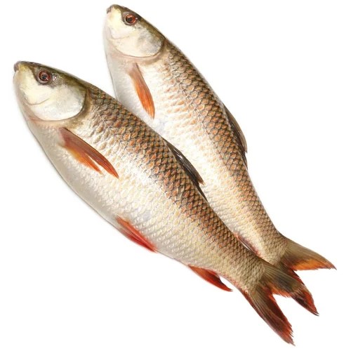 rohu-fish-supplier-500x500