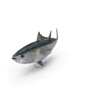Tuna Fish