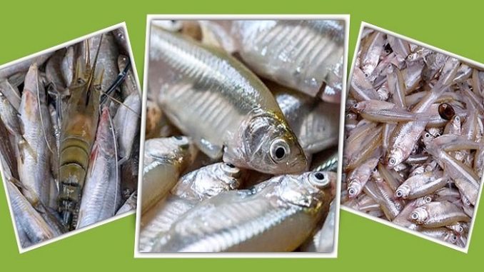 দেশী-মাছ-678x381